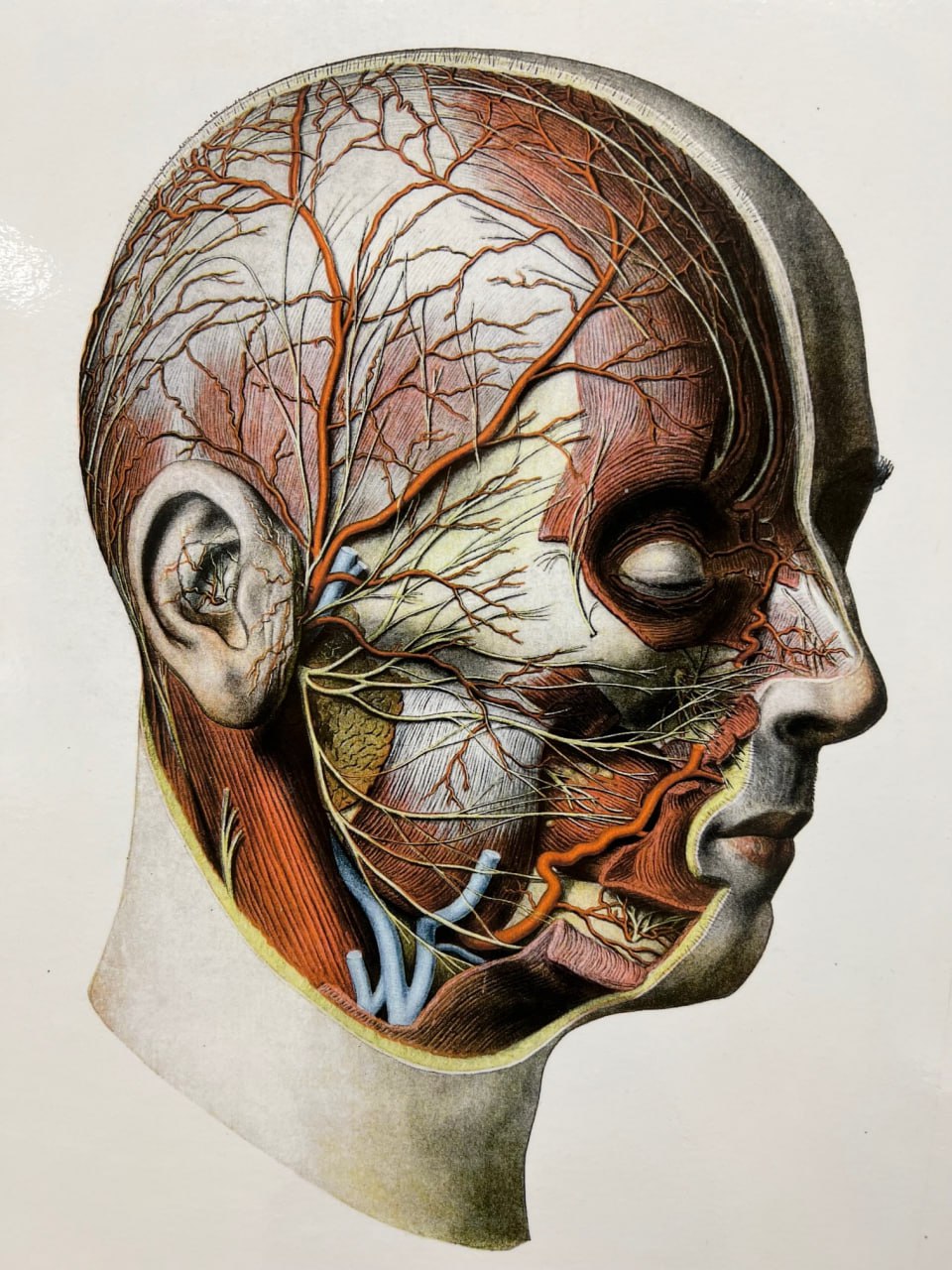 Anatomical model showing the nerves and vessels of the face and scalp