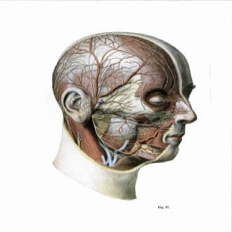 Anatomical illustration of the trigeminal and occipital nerves